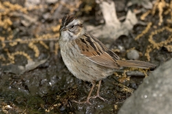 Swamp Sparrow