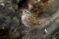 Swamp Sparrow