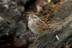 Swamp Sparrow