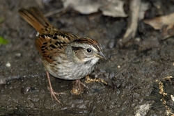 Swamp Sparrow