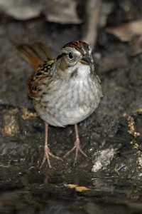 Swamp Sparrow
