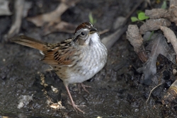 Swamp Sparrow