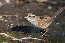 Swamp Sparrow