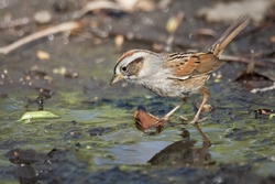 Swamp Sparrow