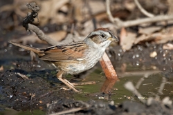 Swamp Sparrow