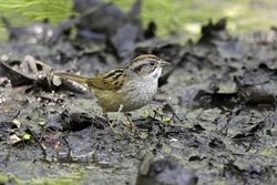 Swamp Sparrow