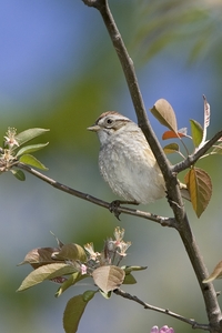 Swamp Sparrow