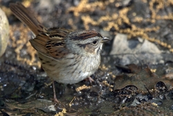 Swamp Sparrow