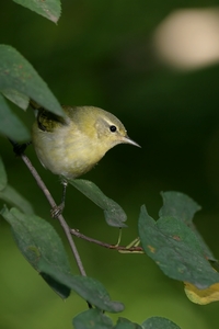 Tennessee Warbler