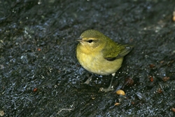 Tennessee Warbler
