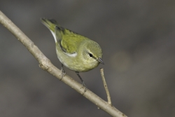 Tennessee Warbler