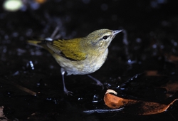 Tennessee Warbler