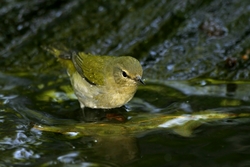 Tennessee Warbler