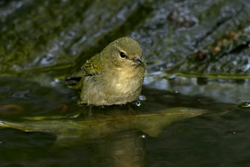 Tennessee Warbler