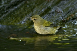 Tennessee Warbler