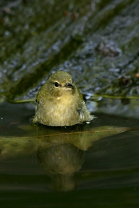 Tennessee Warbler