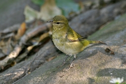 Tennessee Warbler