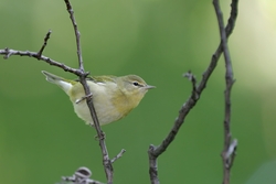 Tennessee Warbler