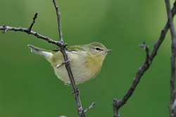 Tennessee Warbler