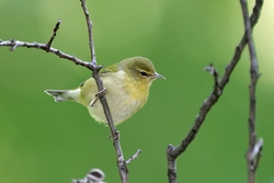 Tennessee Warbler