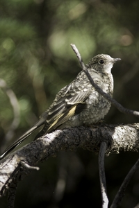 Townsends Solitaire