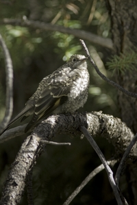 Townsends Solitaire