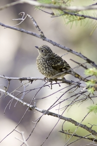 Townsends Solitaire