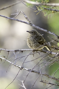 Townsends Solitaire