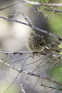 Townsends Solitaire