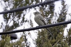 Townsends Solitaire