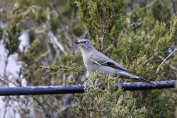 Townsends Solitaire