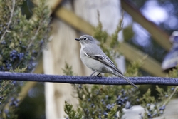 Townsends Solitaire