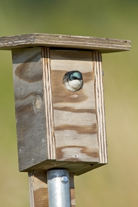 Tree Swallow