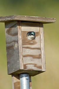 Tree Swallow