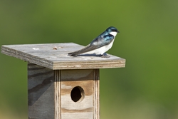 Tree Swallow