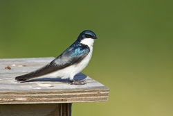 Tree Swallow