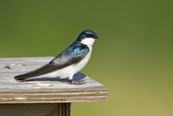 Tree Swallow