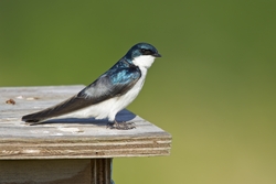Tree Swallow