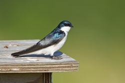 Tree Swallow