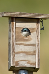 Tree Swallow