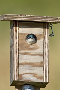 Tree Swallow