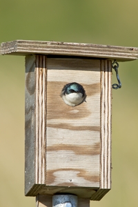 Tree Swallow