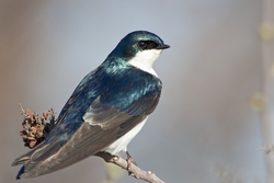 Tree Swallow