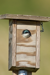 Tree Swallow