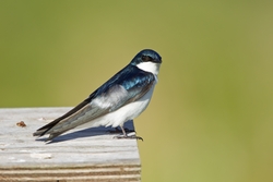 Tree Swallow