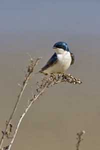 Tree Swallow