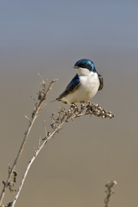 Tree Swallow