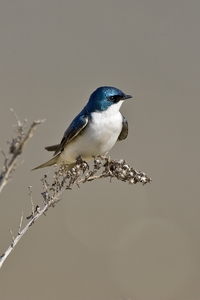 Tree Swallow