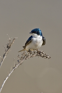 Tree Swallow