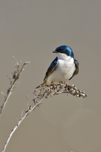 Tree Swallow